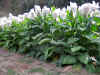 IMG_3456 copy.jpg (177798 bytes)