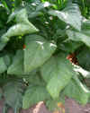 IMG_3458 copy.jpg (116097 bytes)