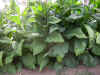 IMG_3459 copy.jpg (148048 bytes)