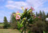 IMG_3460 copy.jpg (93584 bytes)