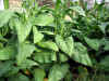 IMG_3465 copy.jpg (160613 bytes)